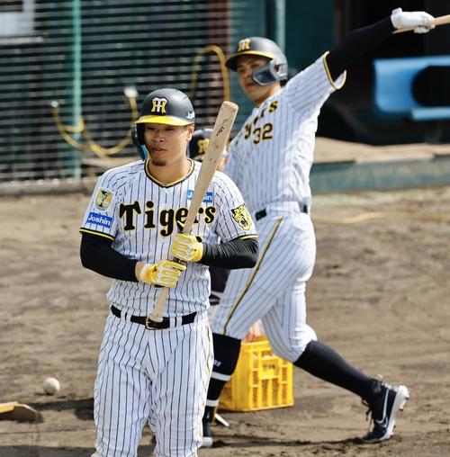 阪神春季キャンプ　ランチ特打をする佐藤輝（左）と井上
（撮影・藤尾明華）
