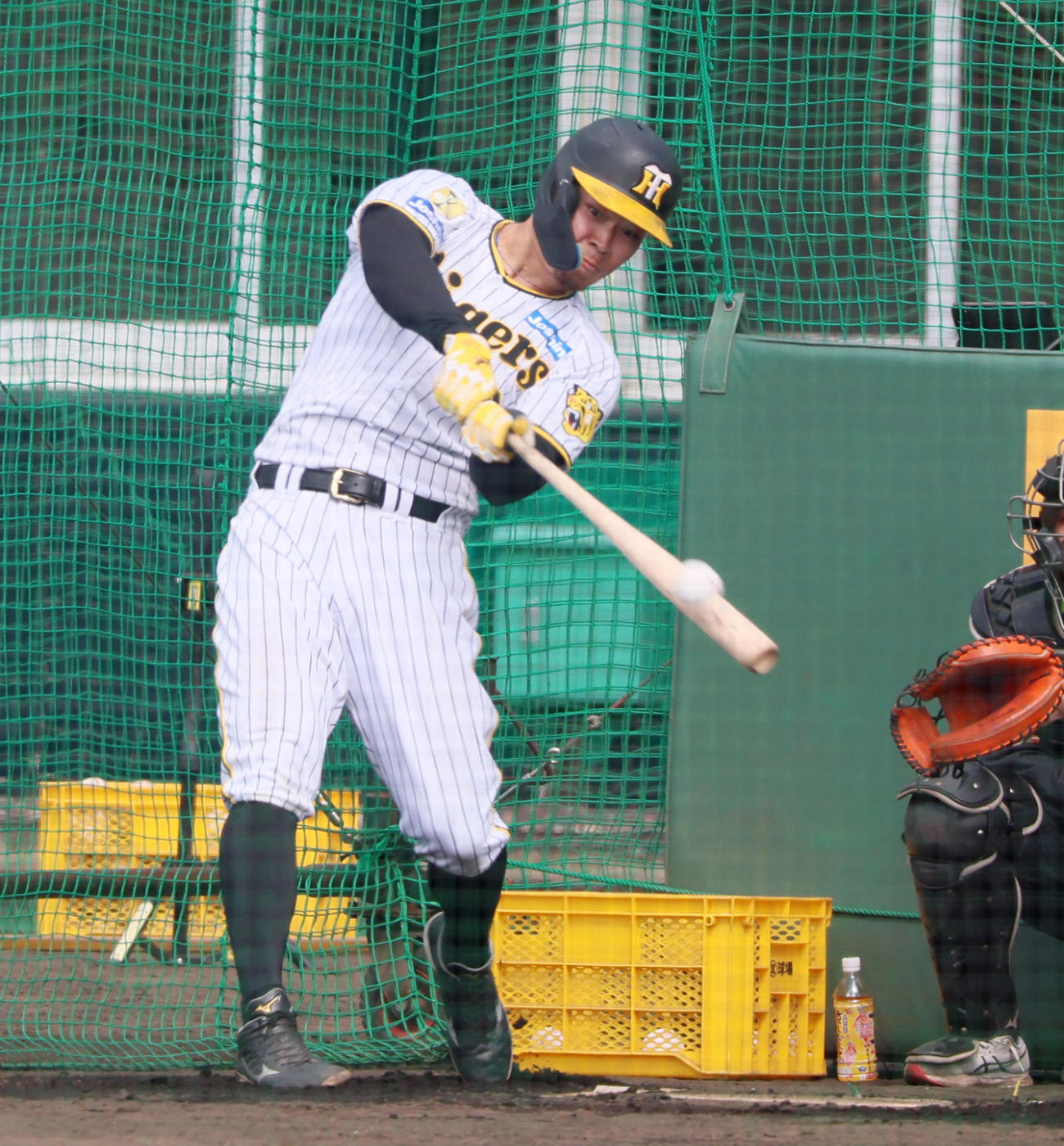 ランチ特打を行う佐藤輝（撮影・加藤哉）