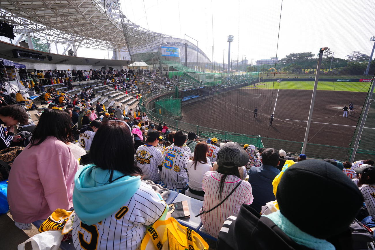 阪神春季キャンプ　観戦に訪れた大勢のファン（撮影・藤尾明華）