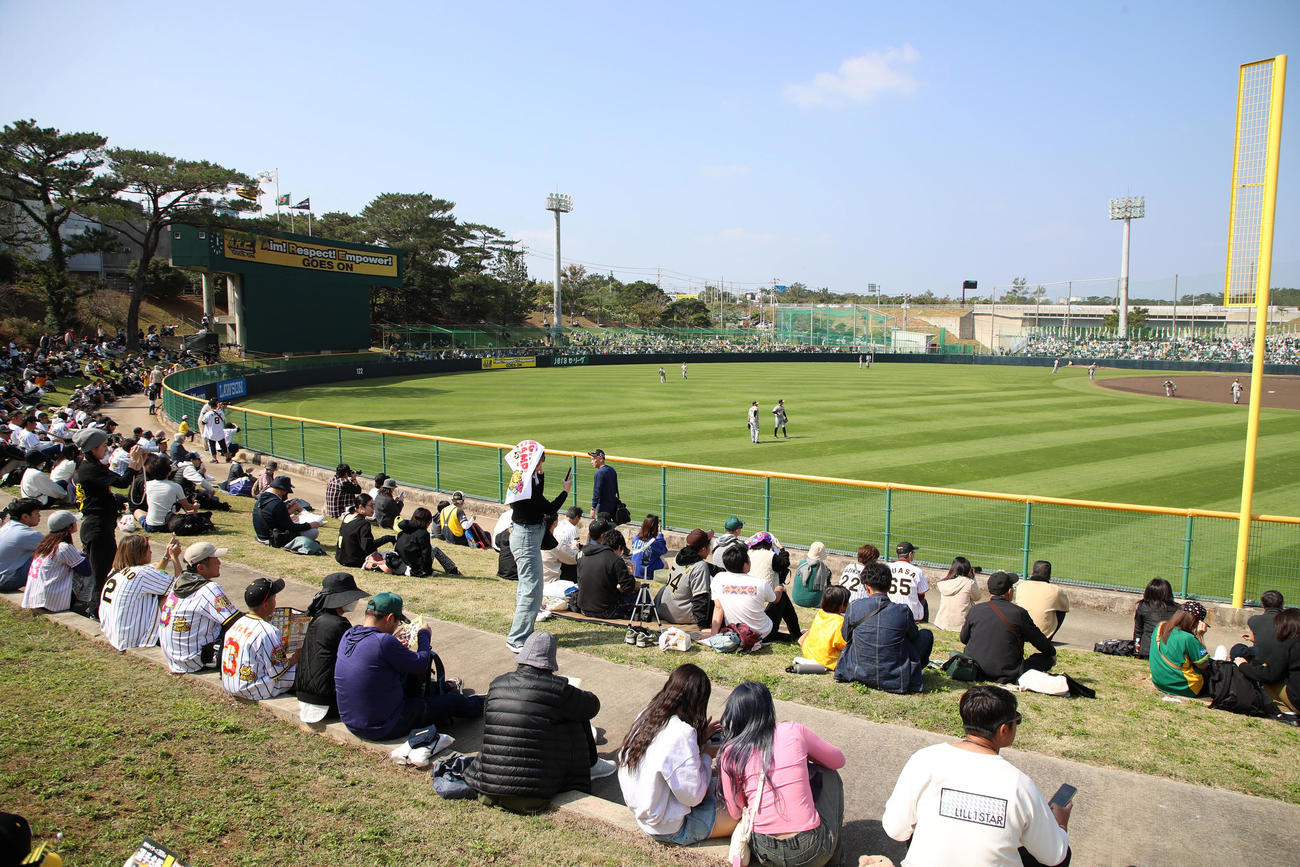 阪神の紅白戦でバイトするならエントリー宜野座スタジアムの左翼スタンドも開放された（撮影・加藤哉）