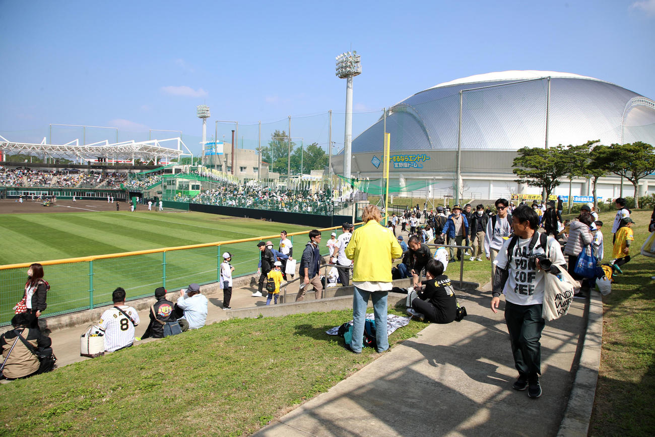 阪神の紅白戦でバイトするならエントリー宜野座スタジアムの左翼スタンドも開放された（撮影・加藤哉）