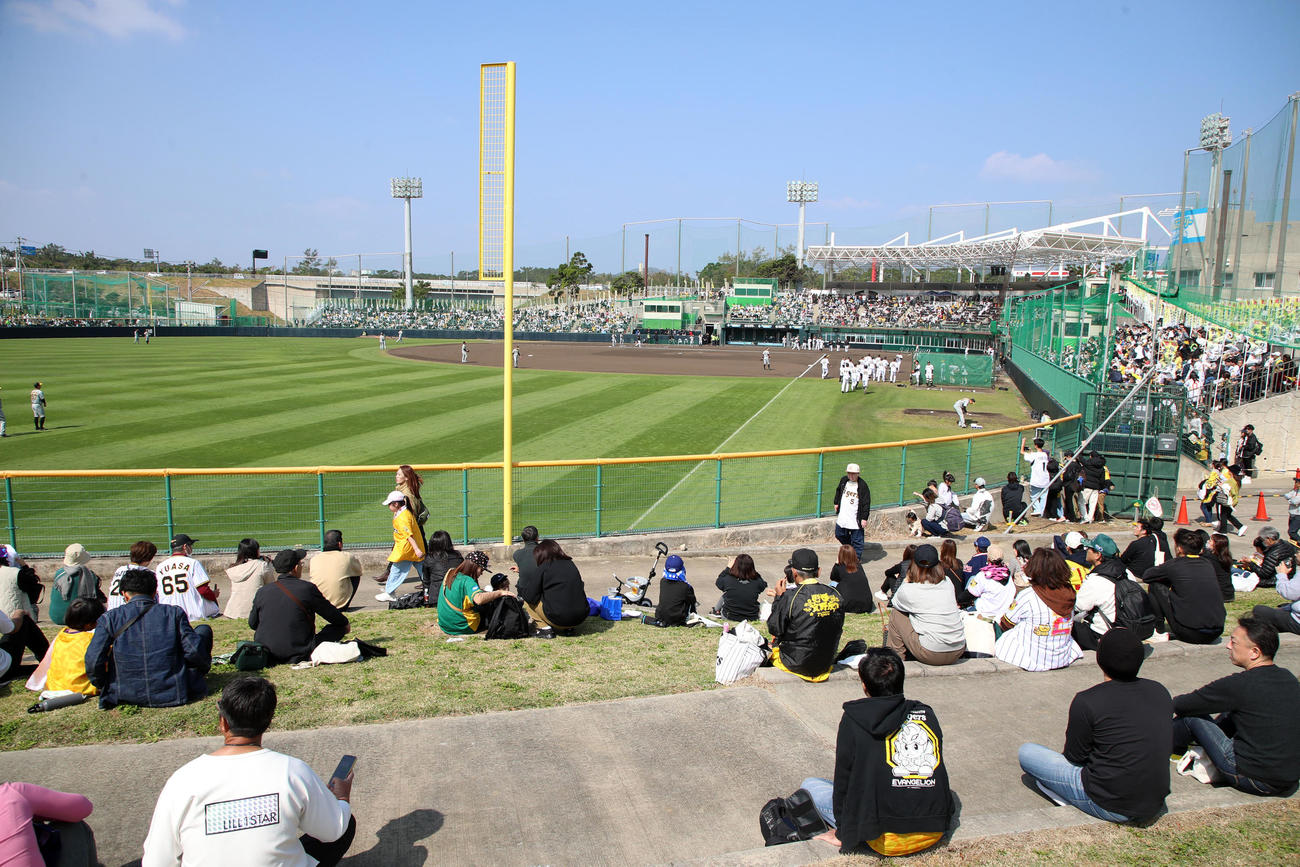 阪神の紅白戦でバイトするならエントリー宜野座スタジアムの左翼スタンドも開放された（撮影・加藤哉）