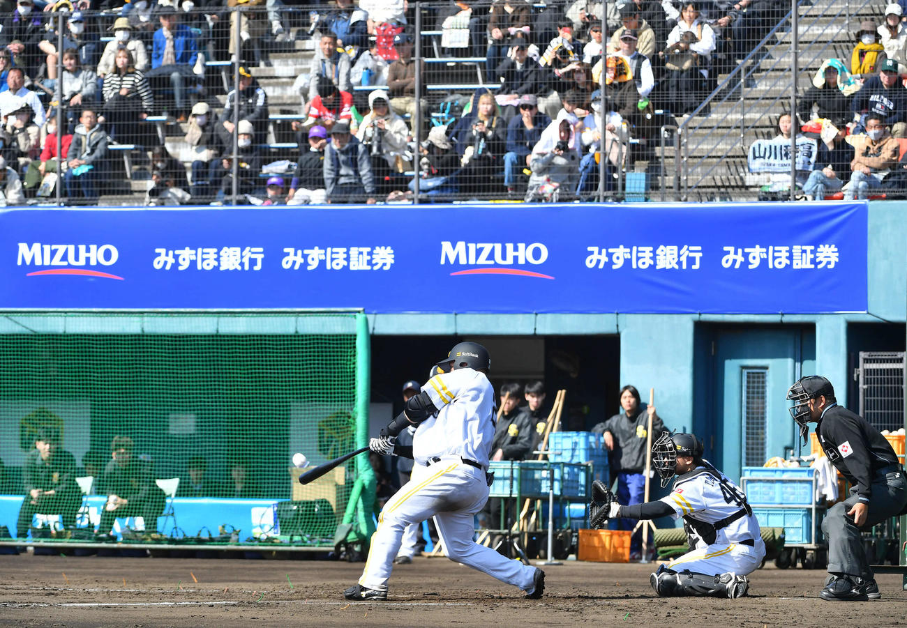 シート打撃で左飛に倒れるソフトバンク山川（撮影・岩下翔太）