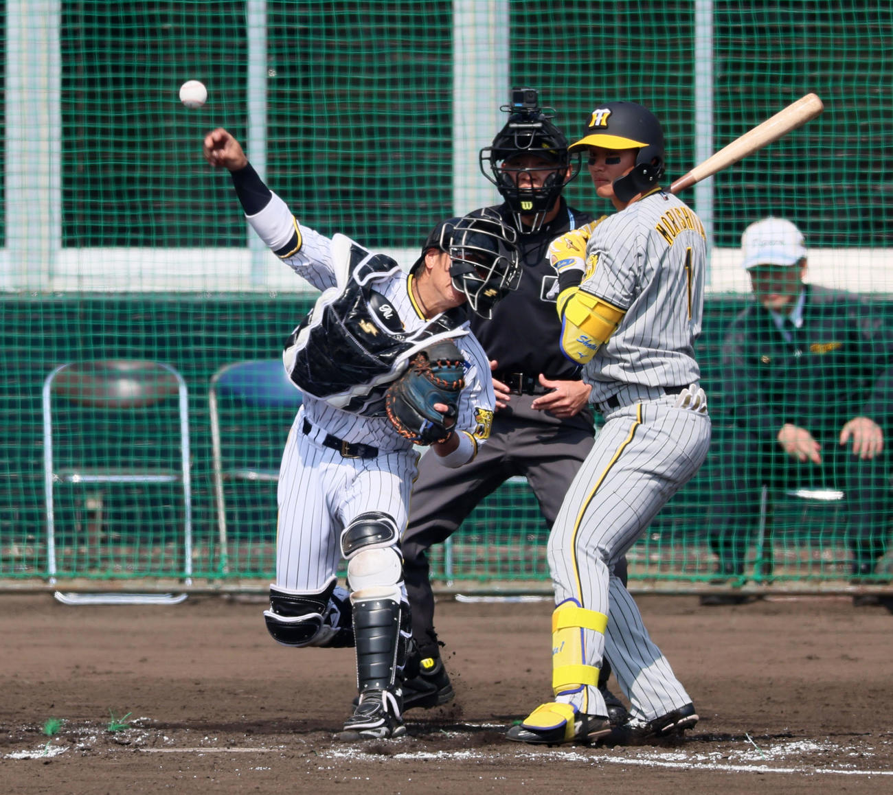 紅白戦　3回表紅組無死一塁、梅野は打者森下のとき代走の一塁走者島田を刺す（撮影・加藤哉）