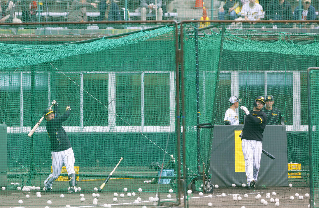 並んでフリー打撃をする佐藤輝（右）と大山（左）（撮影・藤尾明華）
