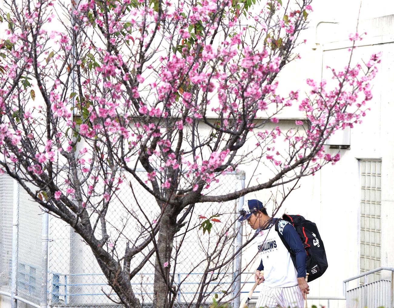 室内練習場に向かうヤクルト村上（撮影・江口和貴）