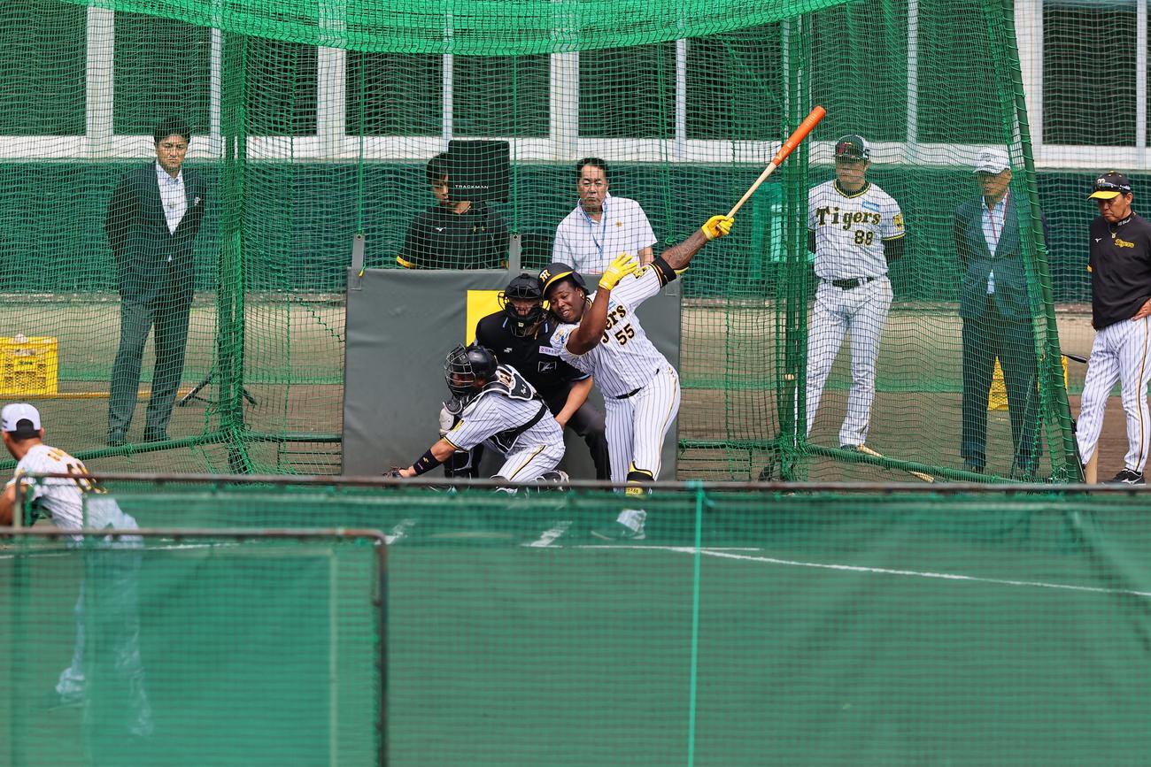 BPを務めるゲラの投球で空振りをするミエセス。右は岡田監督（撮影・上田博志）