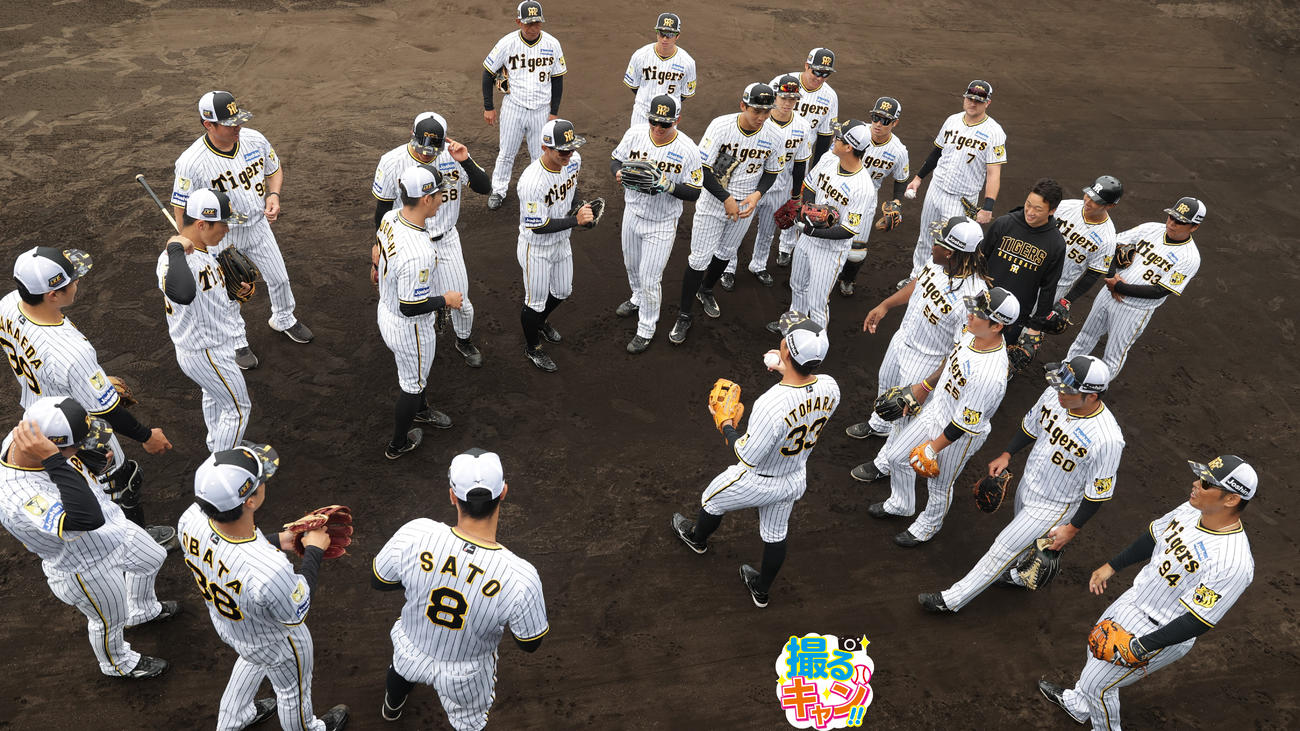 阪神春季キャンプ　キャンプ最終日の練習に臨む阪神ナイン（撮影・前田充）