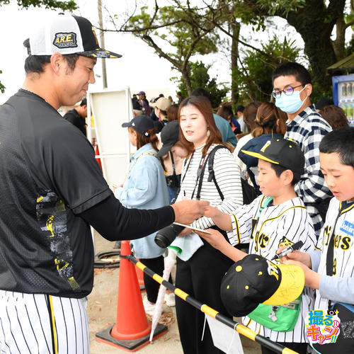 ファンにサインをする阪神青柳晃洋（撮影・前岡正明）