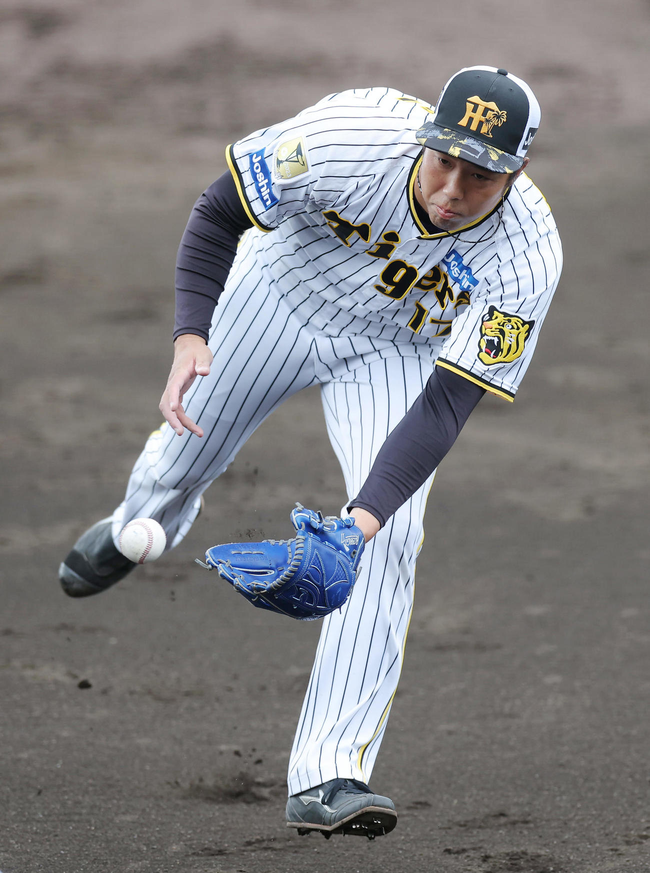 投内連係でグラブトスする阪神青柳（撮影・前田充）