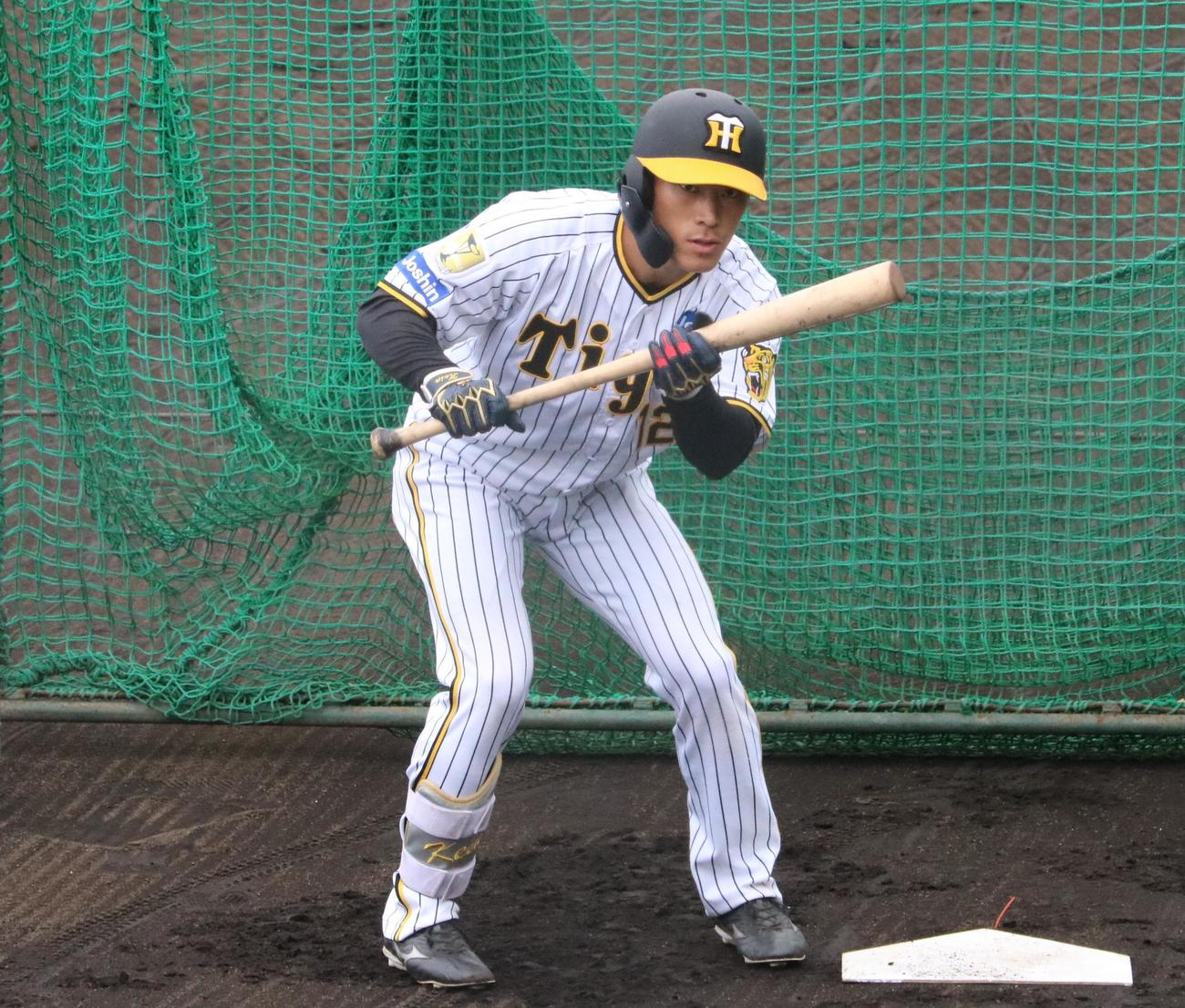 阪神の福島圭音外野手がバント練習を行う（撮影・林亮佑）＝2024年2月29日、鳴尾浜球場