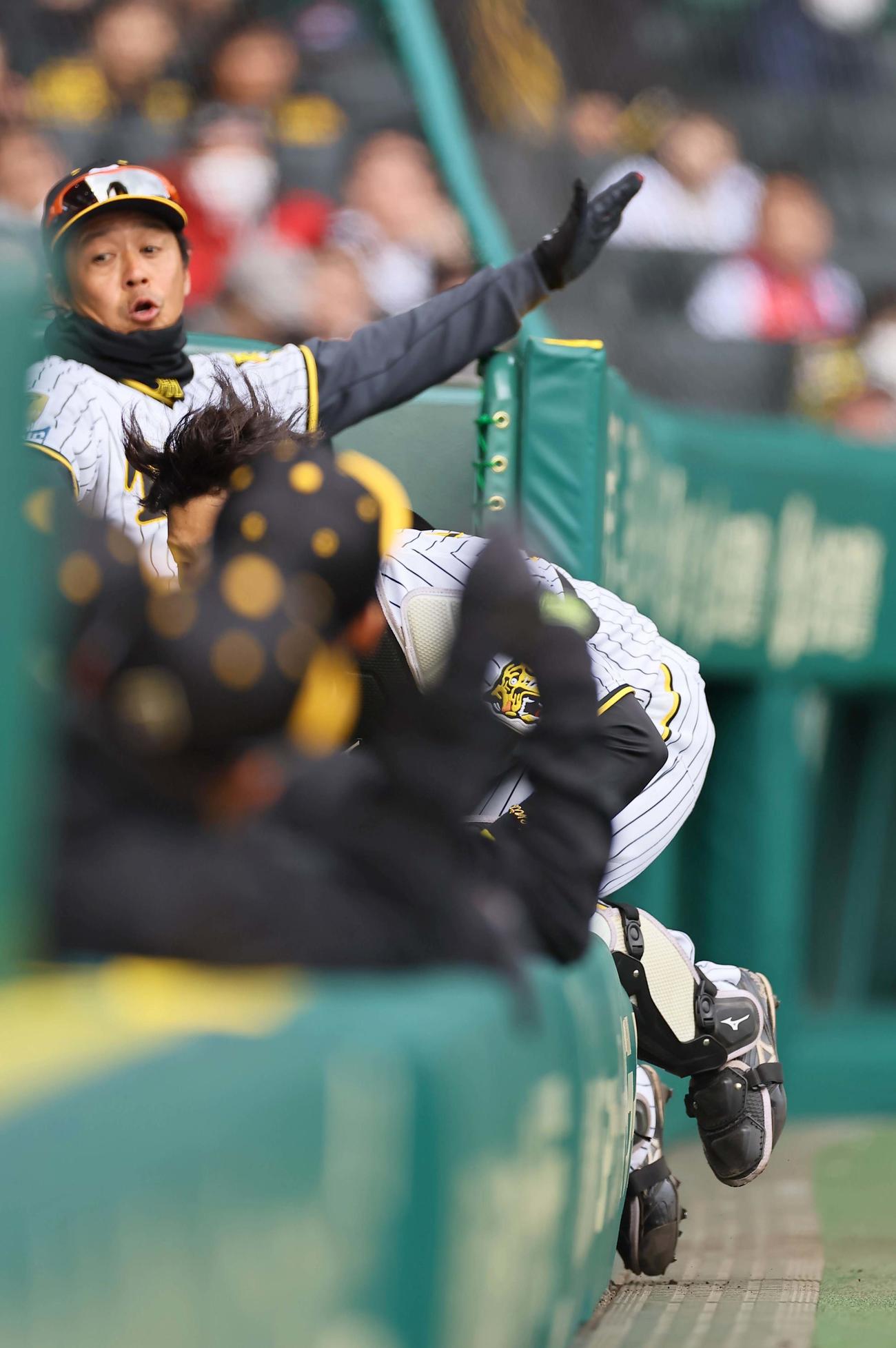 阪神対ヤクルト　3回表ヤクルト1死一、二塁、北村拓の邪飛を追いベンチに突っ込む藤田（撮影・上田博志）