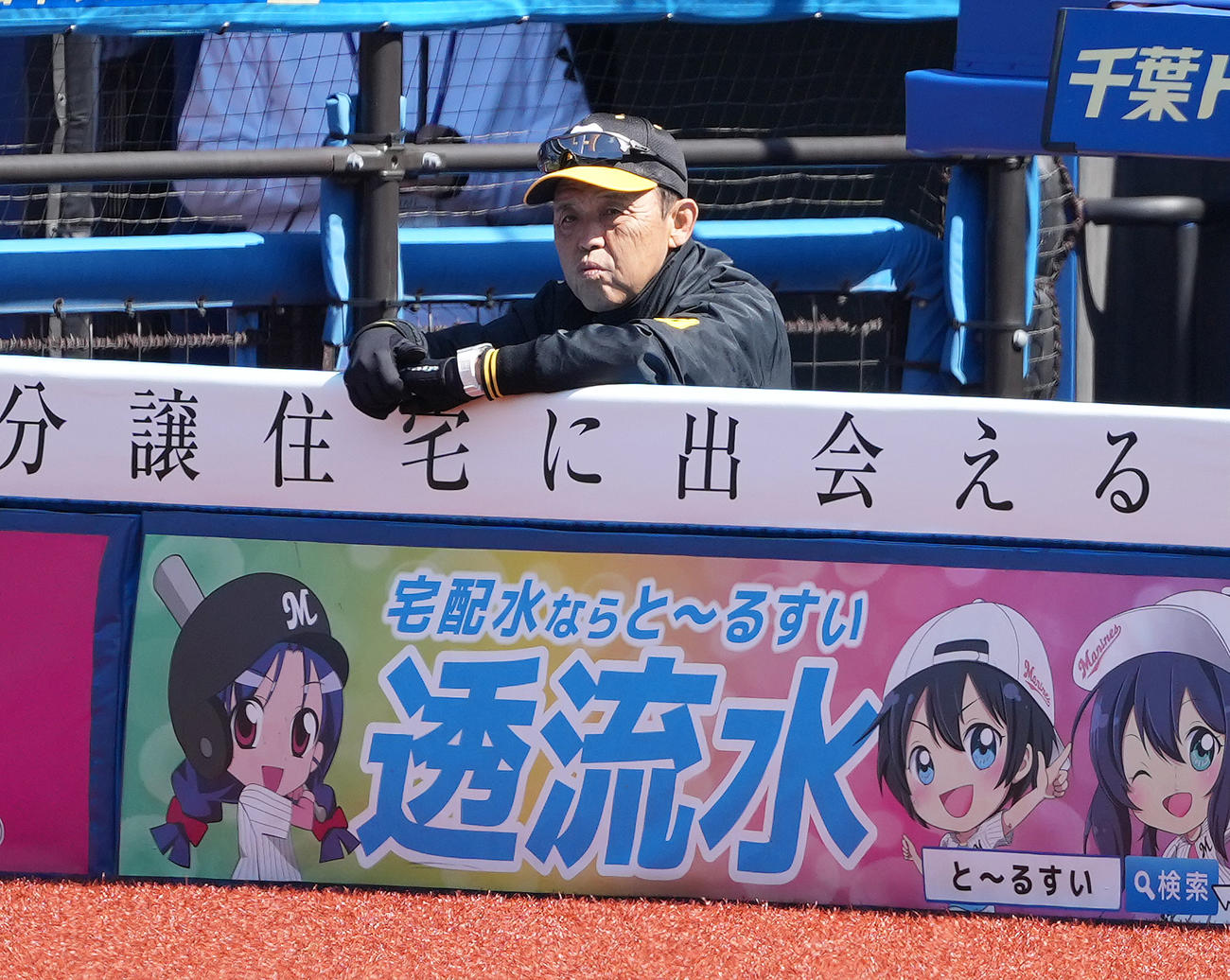 ロッテ対阪神　試合前練習を見守る阪神岡田監督（撮影・鈴木みどり）