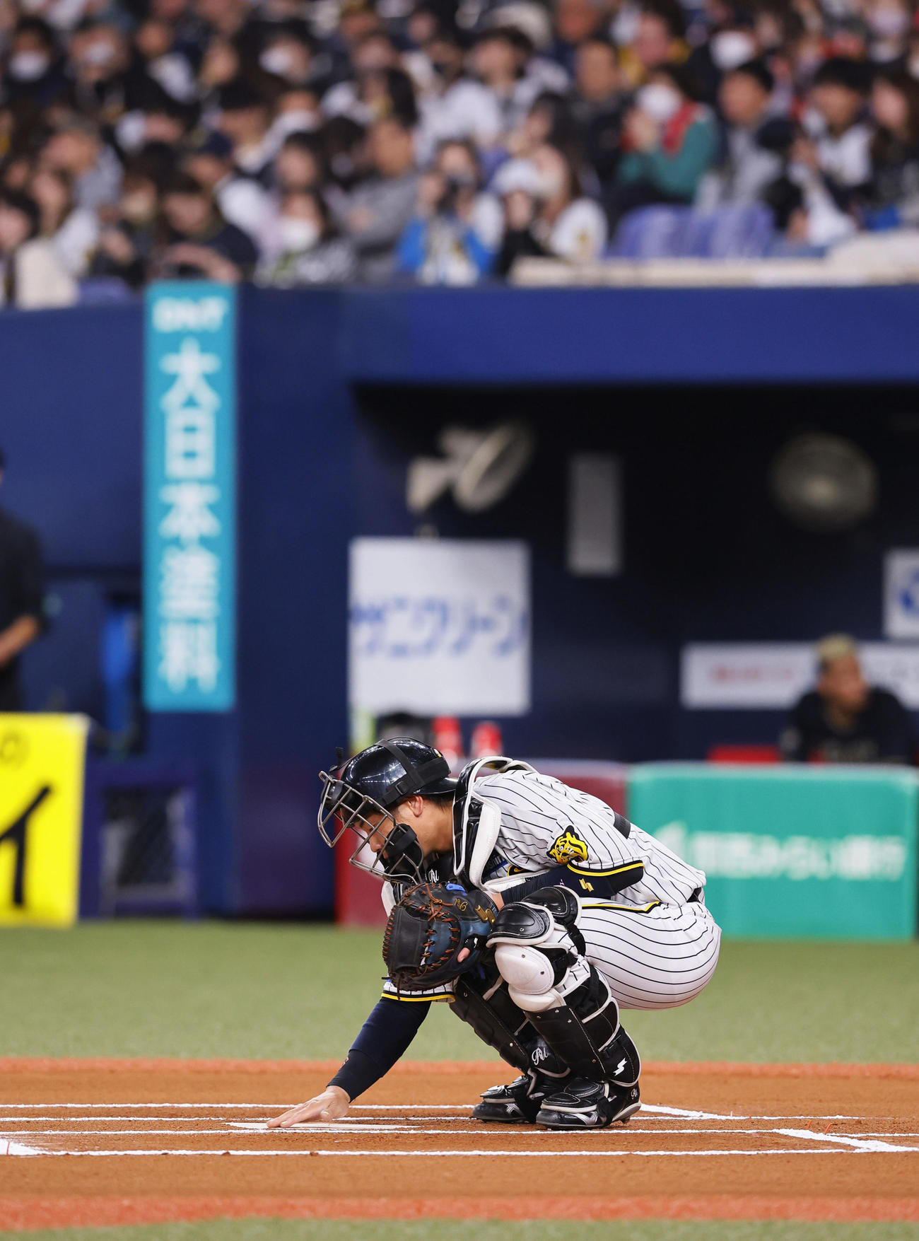 オリックス対阪神　6回、守備についた阪神梅野（撮影・藤尾明華）