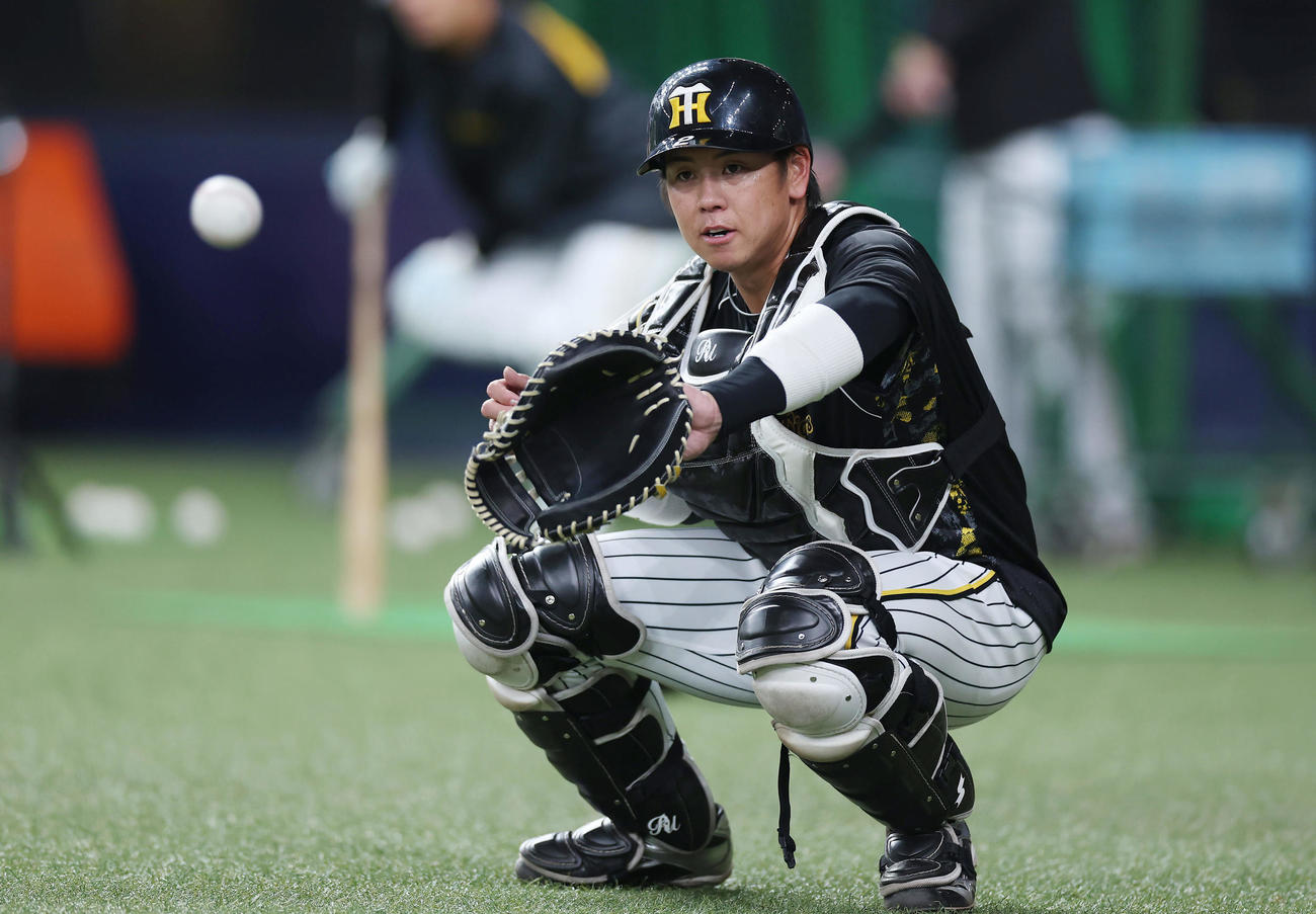 阪神対オリックス　1軍に合流し試合前練習に臨む阪神梅野（撮影・前田充）