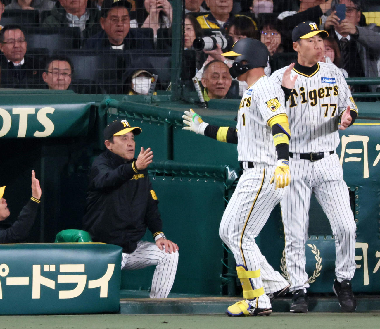 阪神対広島　4回裏阪神2死、岡田監督（左）は左越え本塁打を放った森下を迎える（撮影・加藤哉）