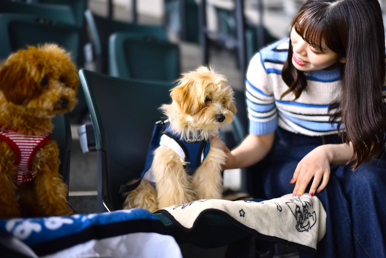 「ワンだふるフェスティバル」では愛犬とスタンド席で観戦できる（球団提供）