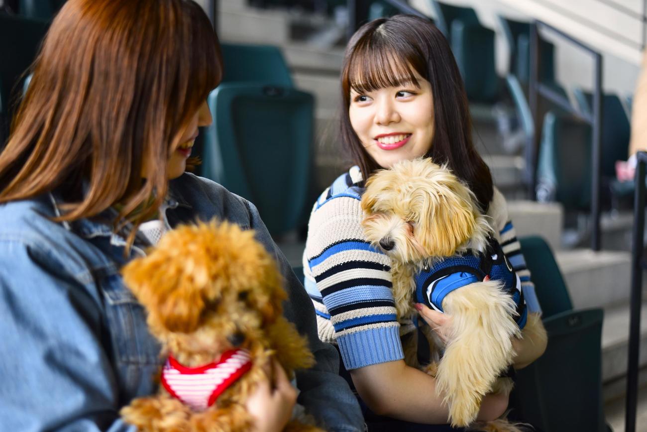「ワンだふるフェスティバル」では愛犬とスタンド席で観戦できる（球団提供）