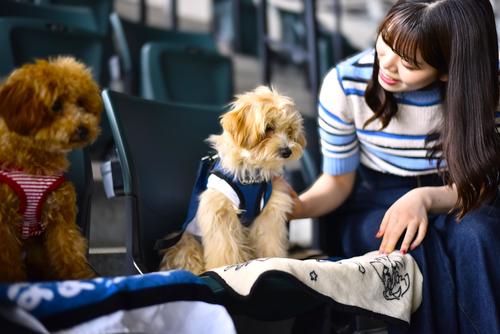 【日本ハム】６月30日、９月８日は愛犬とスタンド席で観戦できる「ワンだふるフェスティバル」