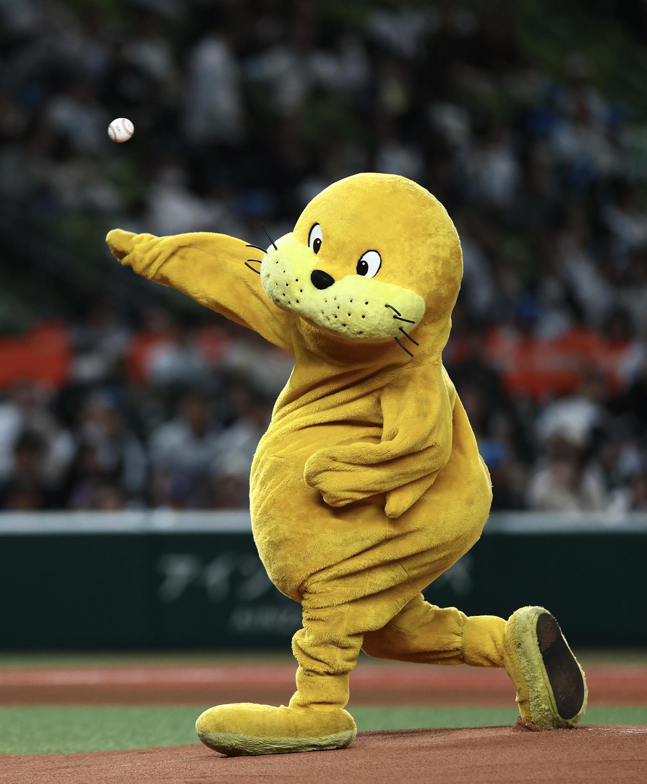 西武対楽天　試合前、セレモニアルピッチに臨む、横浜・八景島シーパラダイスマスコットのシーパラシー太（撮影・河田真司）