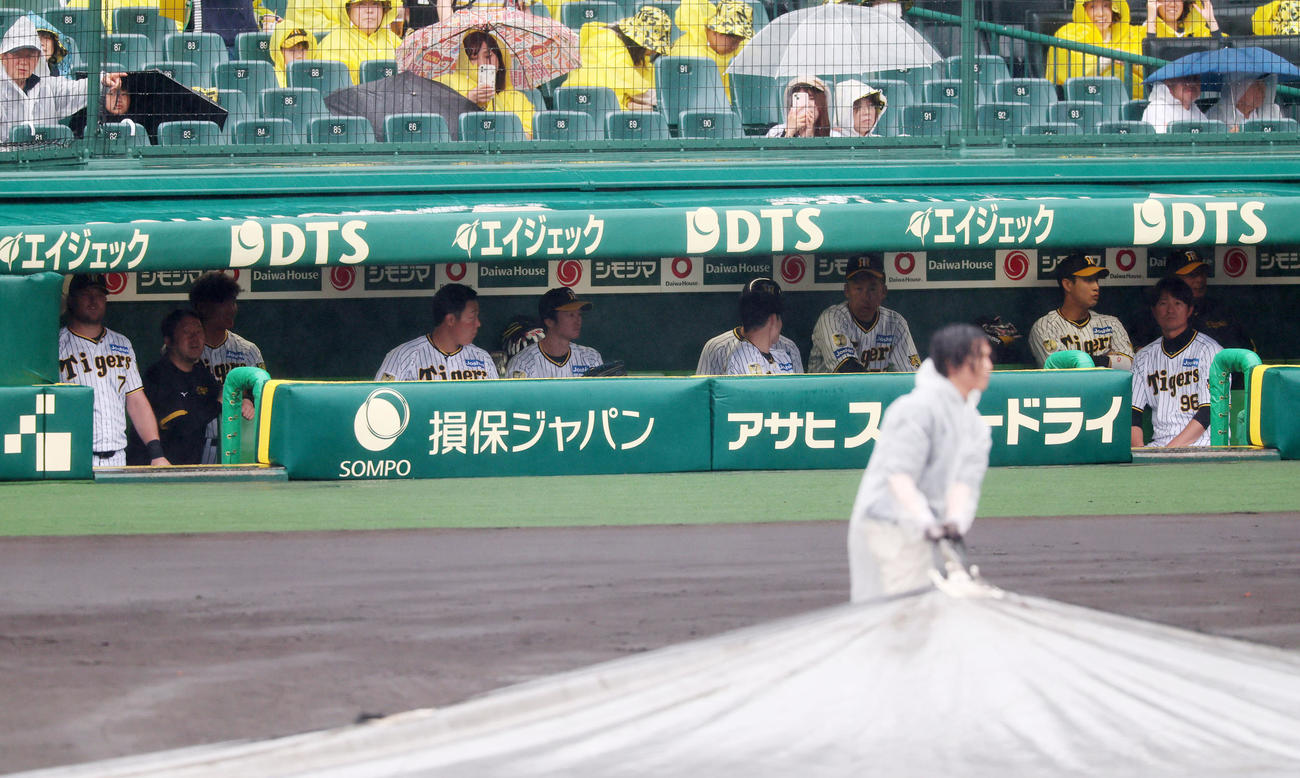 阪神対中日　雨用のシートを巻き上げる阪神園芸の職員たちを見守る阪神ナイン（撮影・加藤哉）