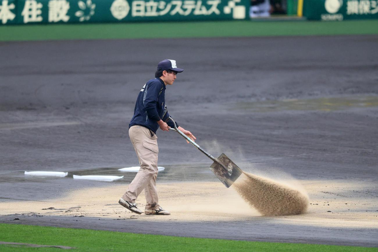 阪神対中日　グラウンドに新しい砂をまく阪神園芸の職員（2024年4月21日撮影）