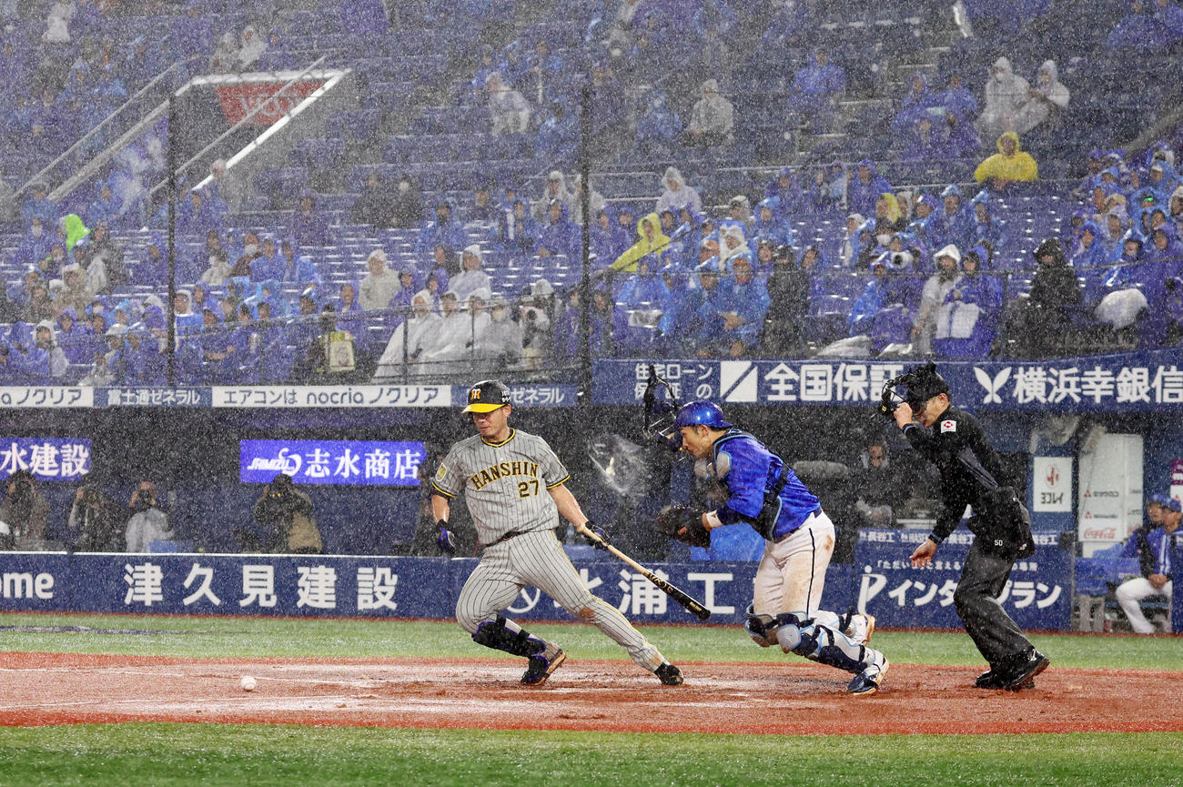 DeNA対阪神　6回表阪神1死一塁、雨の中バントする伊藤将。捕手は山本（撮影・加藤哉）