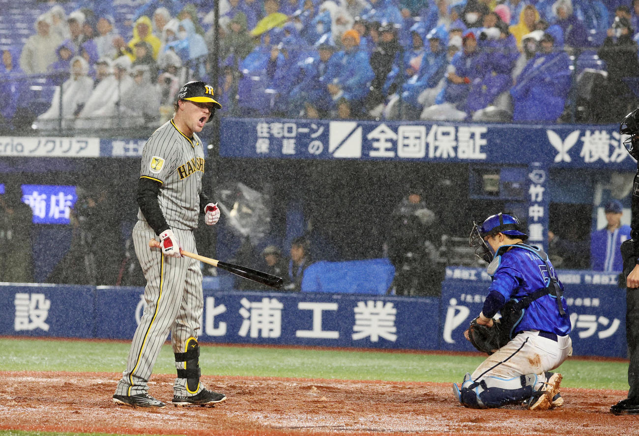DeNA対阪神　9回表阪神無死満塁、押し出し四球を選んだノイジーは、気迫の表情を見せる（撮影・加藤哉）