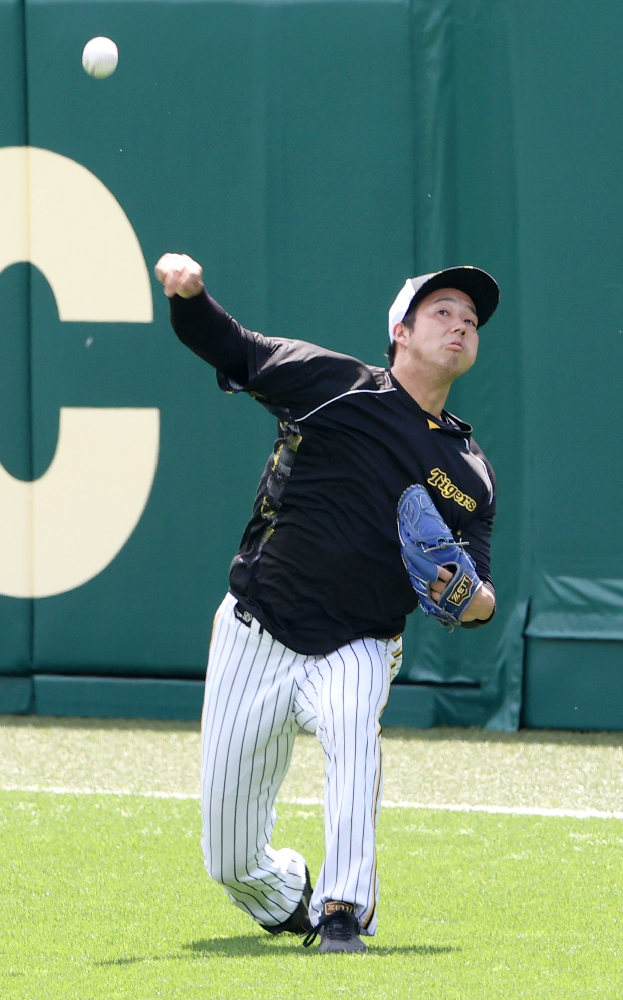 投手指名練習でキャッチボールする阪神青柳（撮影・上山淳一）