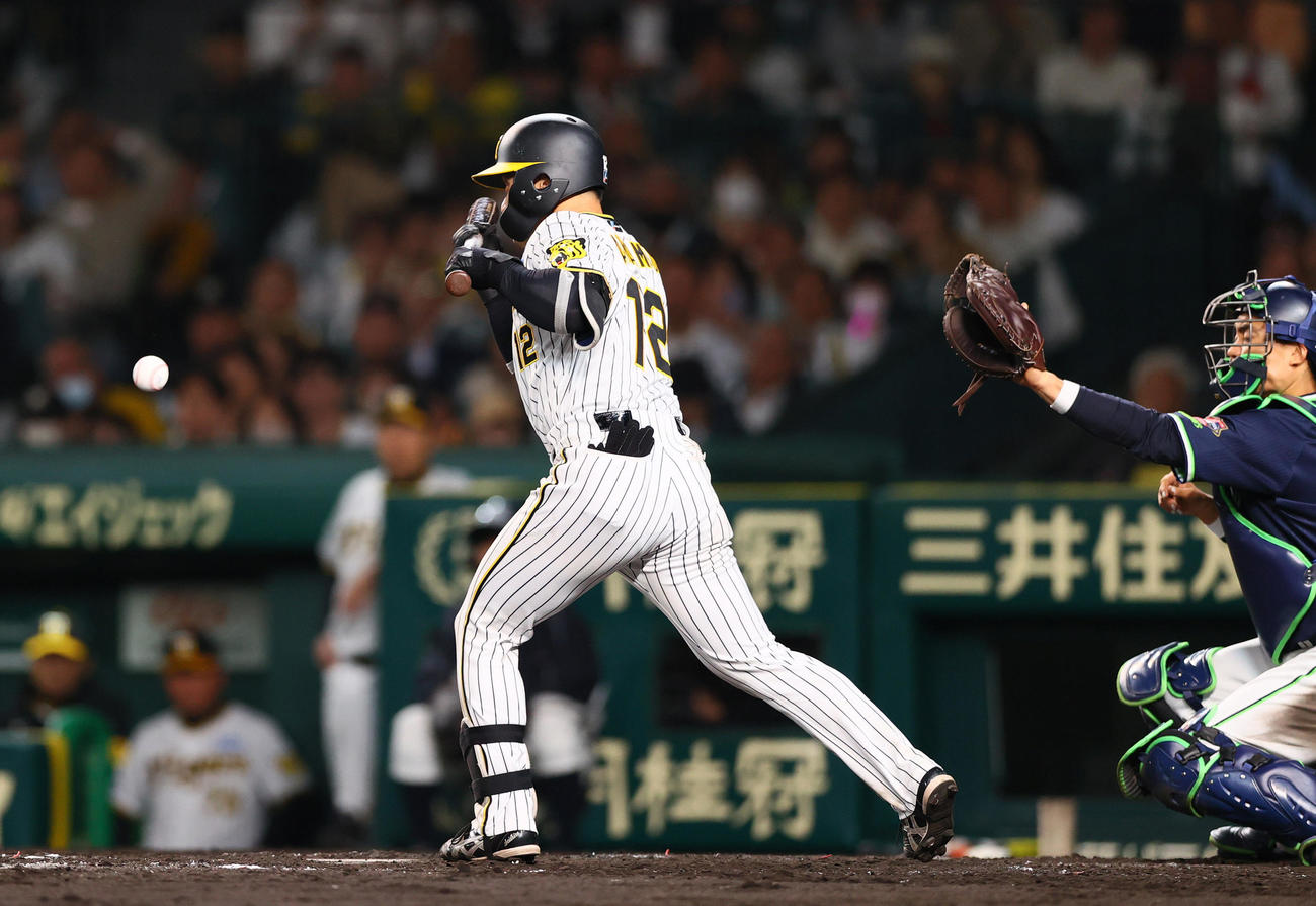 阪神対ヤクルト　5回裏阪神無死一、二塁、坂本は送りバントを失敗する（撮影・上山淳一）