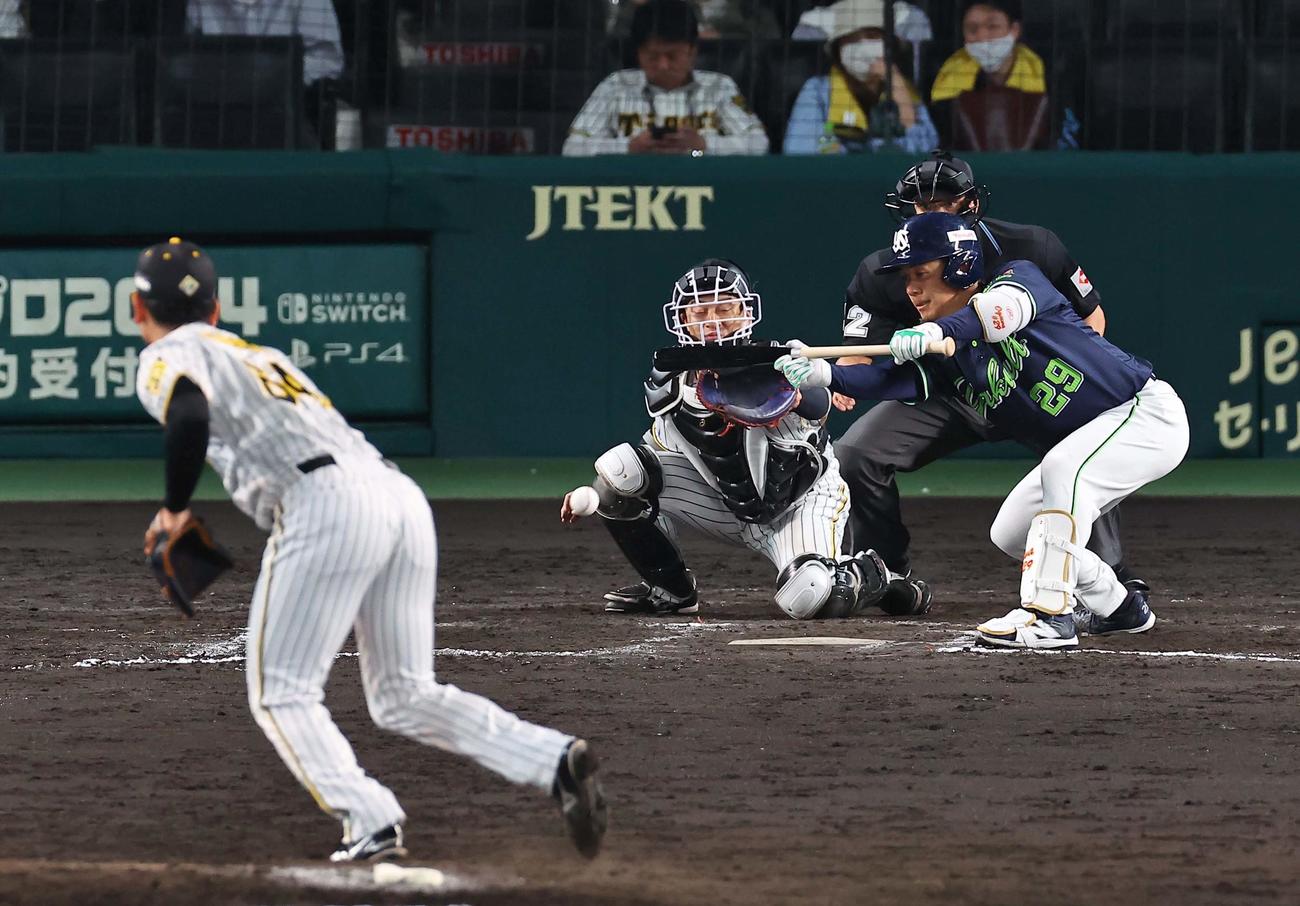 阪神対ヤクルト　7回表ヤクルト1死一、三塁、小川はスクイズを決める（撮影・上田博志）