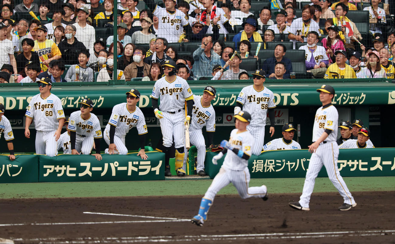 阪神対ヤクルト　5回裏阪神1死二塁、近本の右越え2点本塁打をベンチから見守るナイン（撮影・加藤哉）