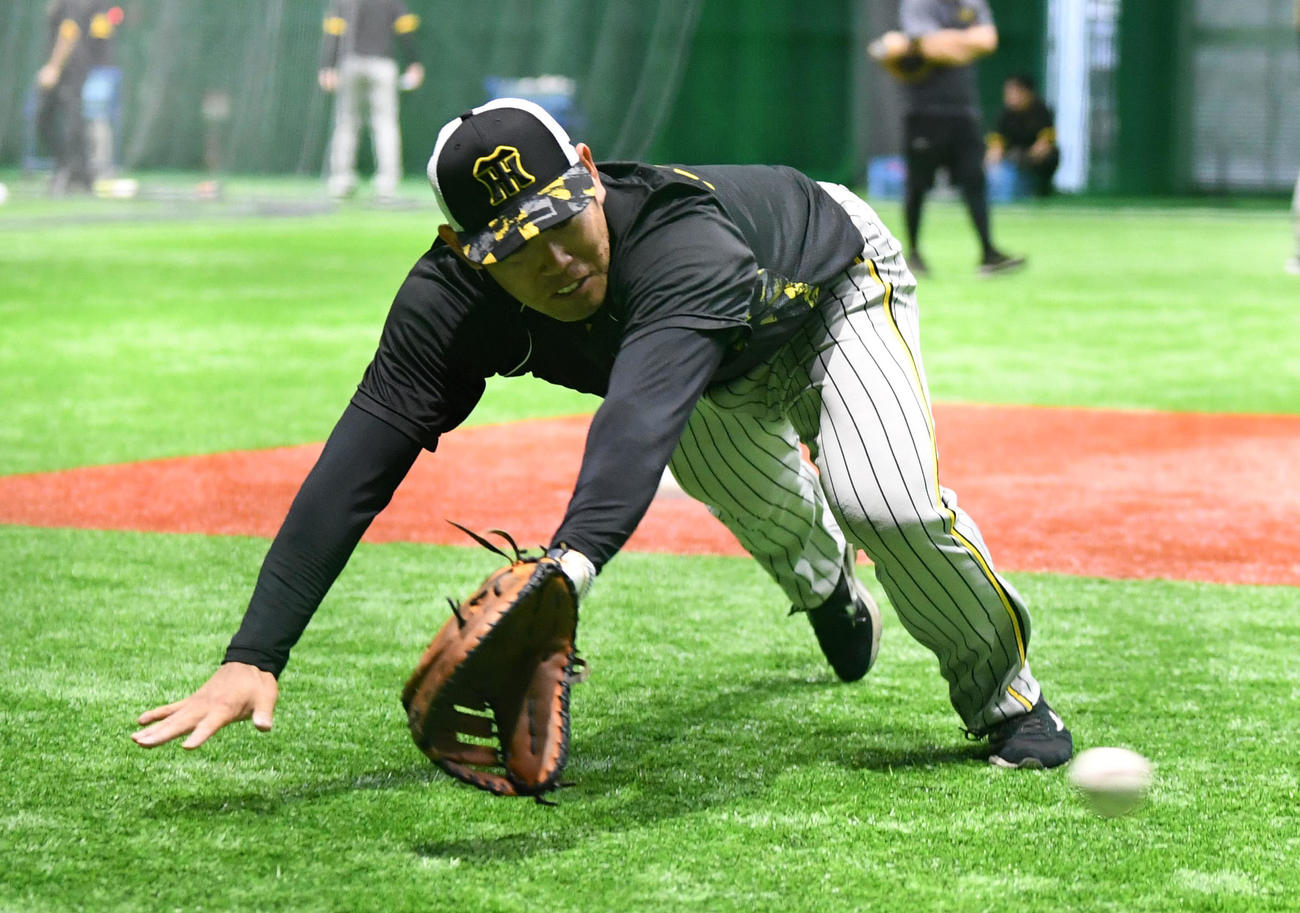 広島対阪神　ノックで軽快な動きを見せる原口（撮影・前岡正明）
