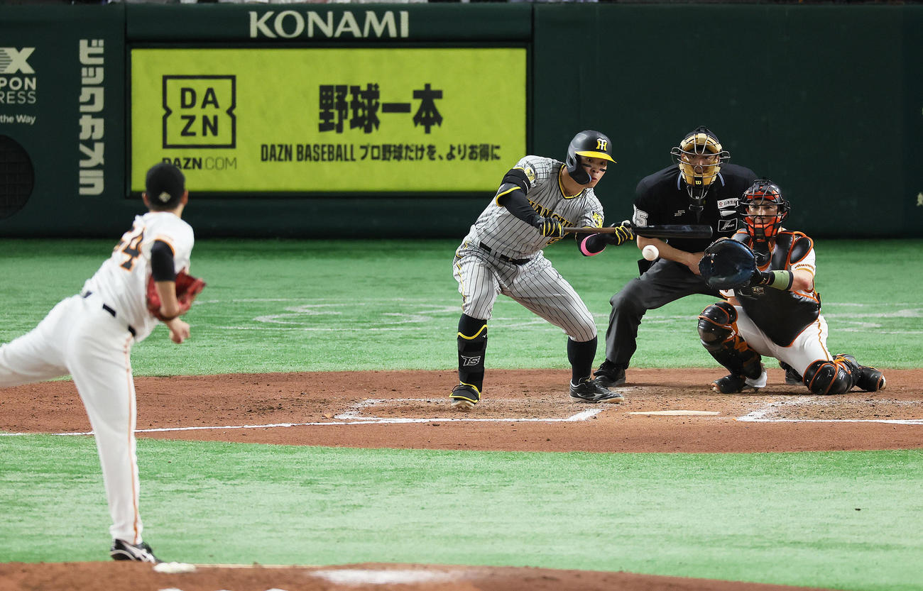 巨人対阪神　7回表阪神2死、バントを試みる佐藤輝。投手大江（撮影・足立雅史）