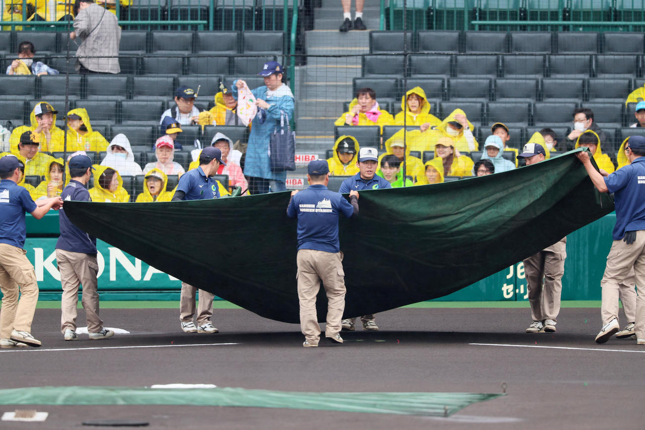 阪神対ヤクルト　本塁に掛けられていたシートを持ち上げる阪神園芸の職員たち（撮影・加藤哉）