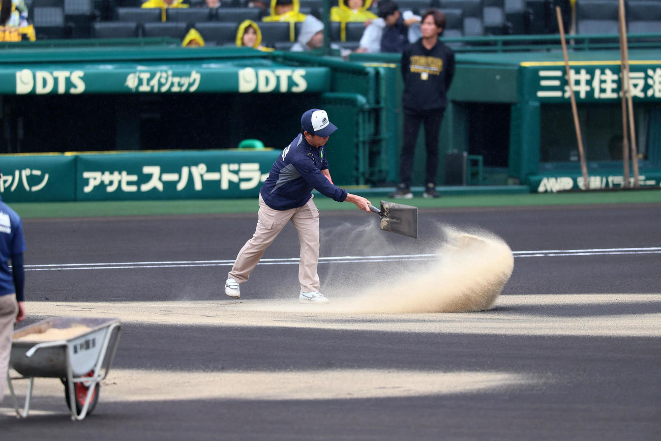 阪神対ヤクルト　グラウンドに土を入れる阪神園芸の金沢健児さん（撮影・加藤哉）