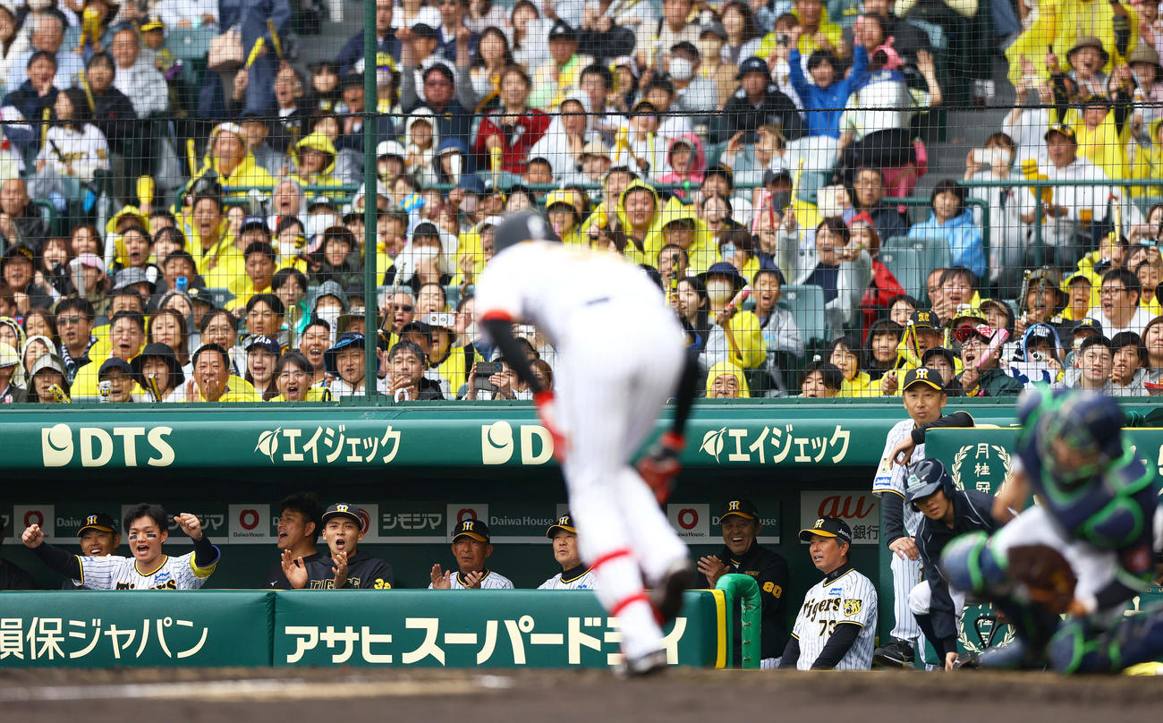 阪神対ヤクルト　4回裏阪神無死満塁、才木が押し出し四球を選び盛り上がる岡田監督ら（撮影・上山淳一）