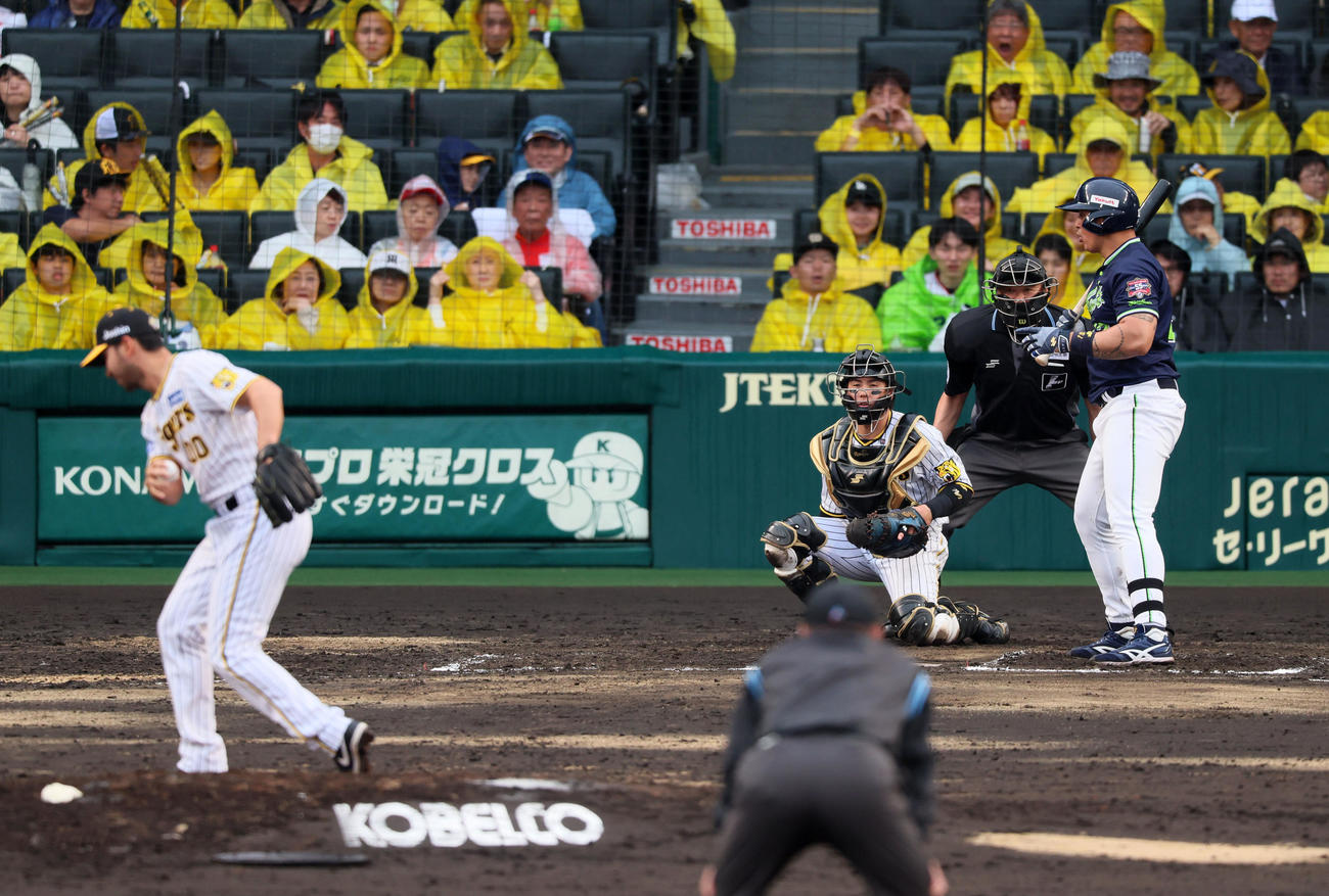 阪神対ヤクルト　8回表ヤクルト1死一塁、ゲラは投球せずボールを持ったままとなり、ボーク。打者はオスナ（撮影・加藤哉）