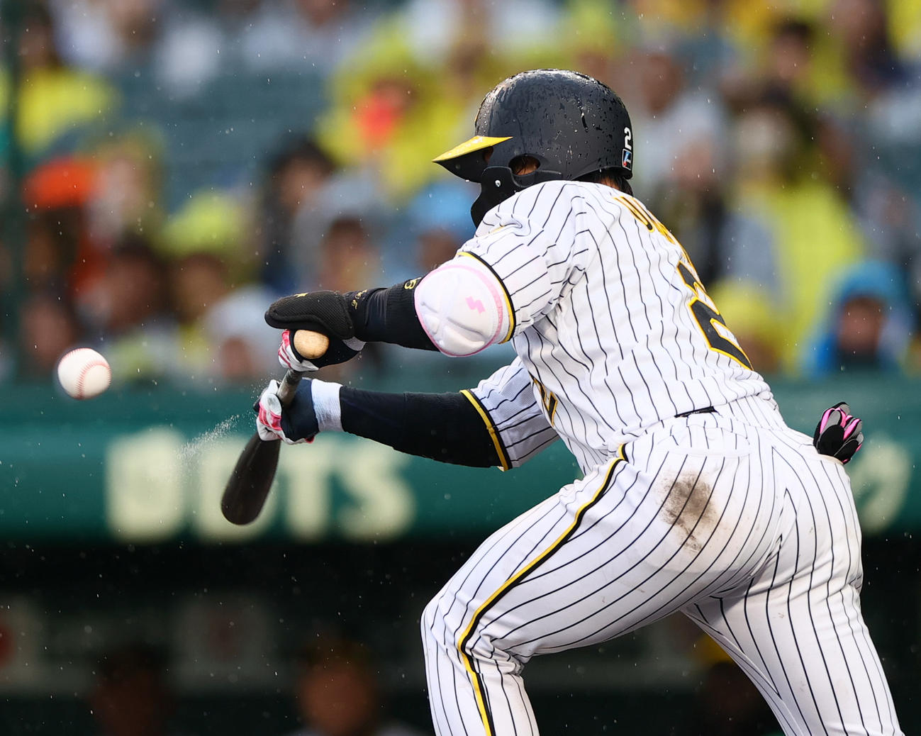 阪神対ヤクルト　8回裏阪神無死一、二塁、梅野は送りバントを決め一塁手オスナの送球ミスで満塁になる（撮影・上山淳一）