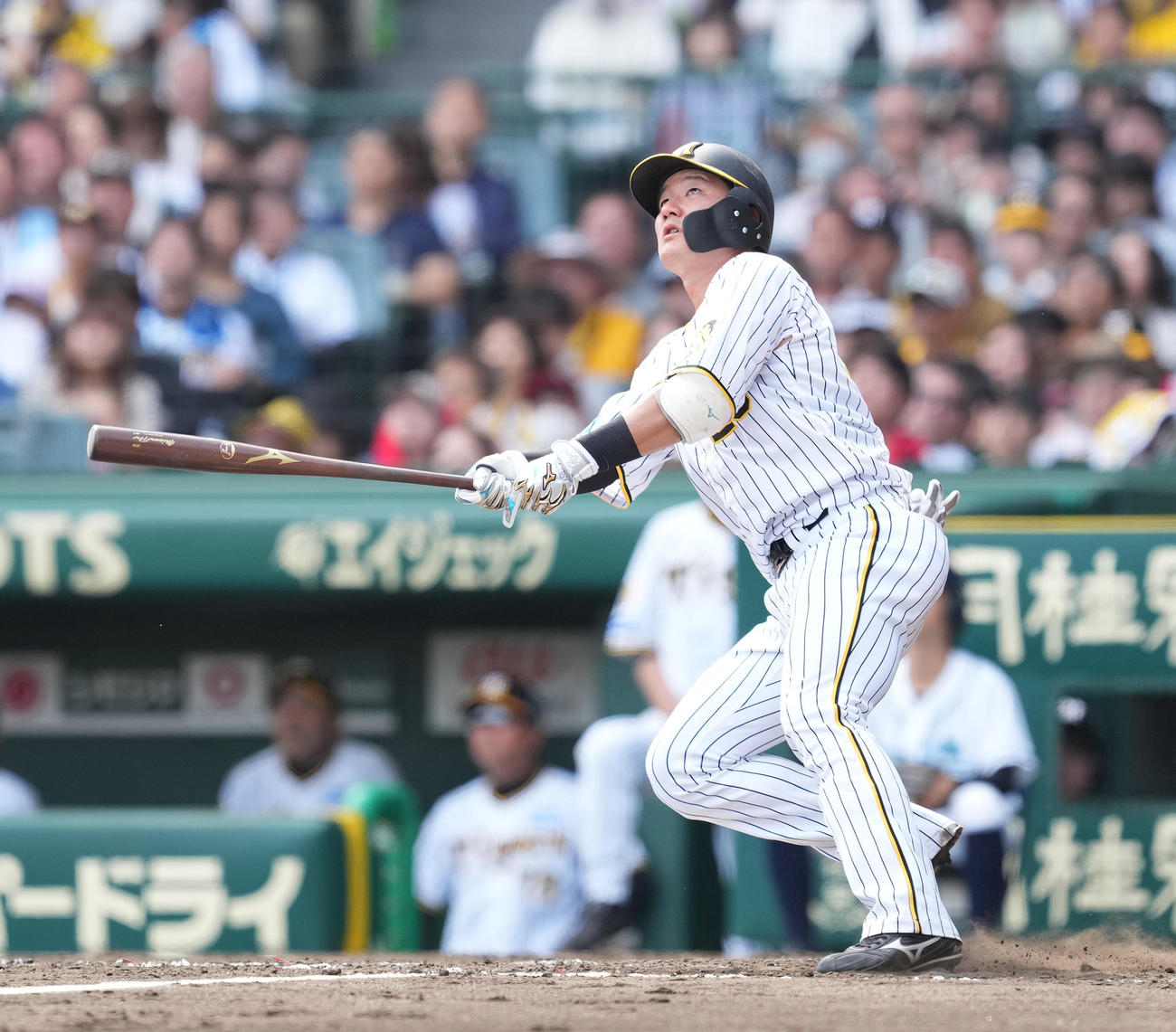 阪神対巨人　4回裏阪神無死、左越えにソロ本塁打を放つ渡辺（撮影・菅敏）