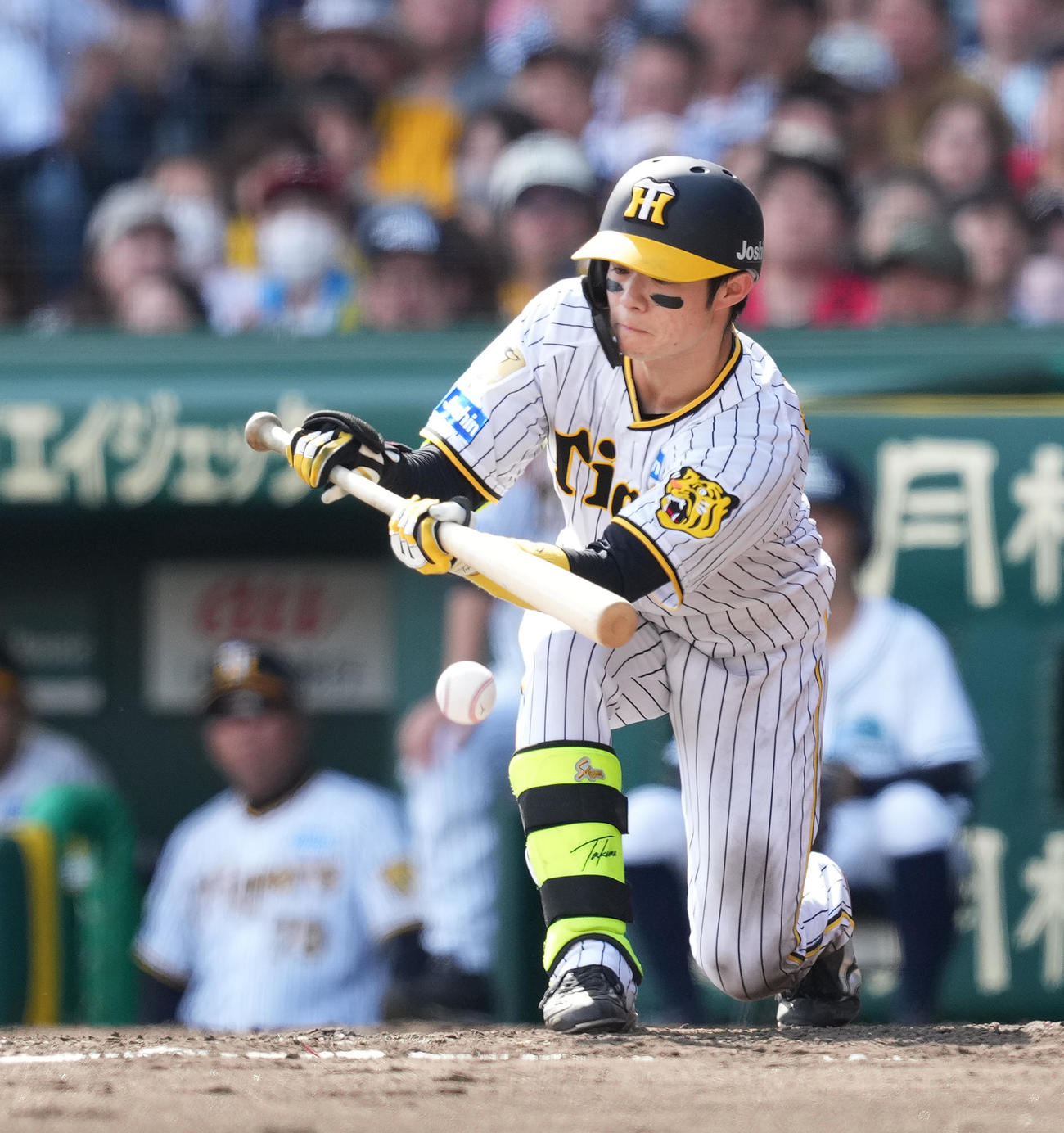 阪神対巨人　5回裏阪神1死一塁、送りバントを決める中野（撮影・菅敏）