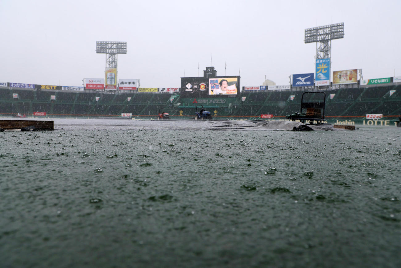 阪神対日本ハム　甲子園球場は昨夜から降り続く雨でグランドにも水たまりが…（撮影・加藤哉）