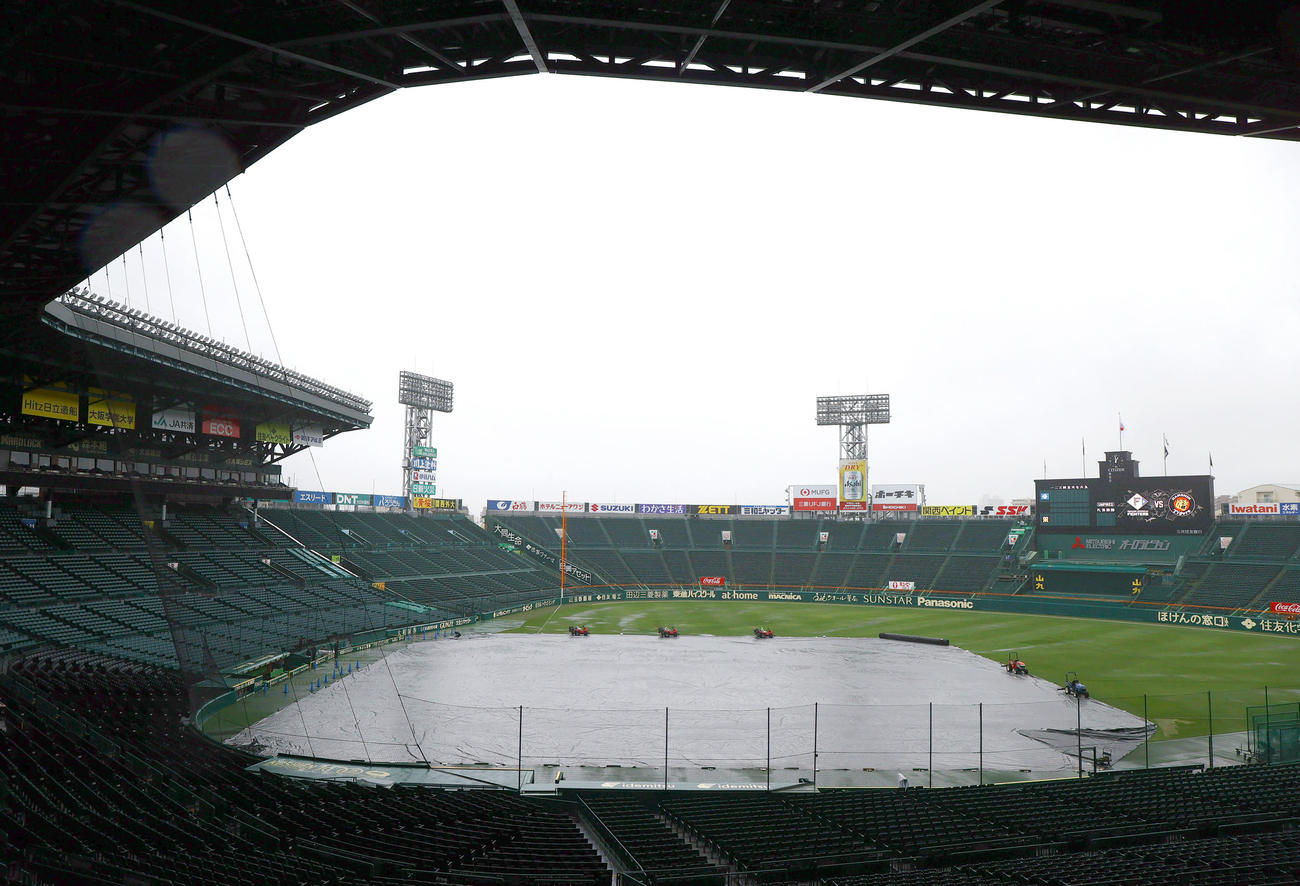 阪神対日本ハム　グラウンドにシートがしかれる甲子園球場（撮影・上山淳一）