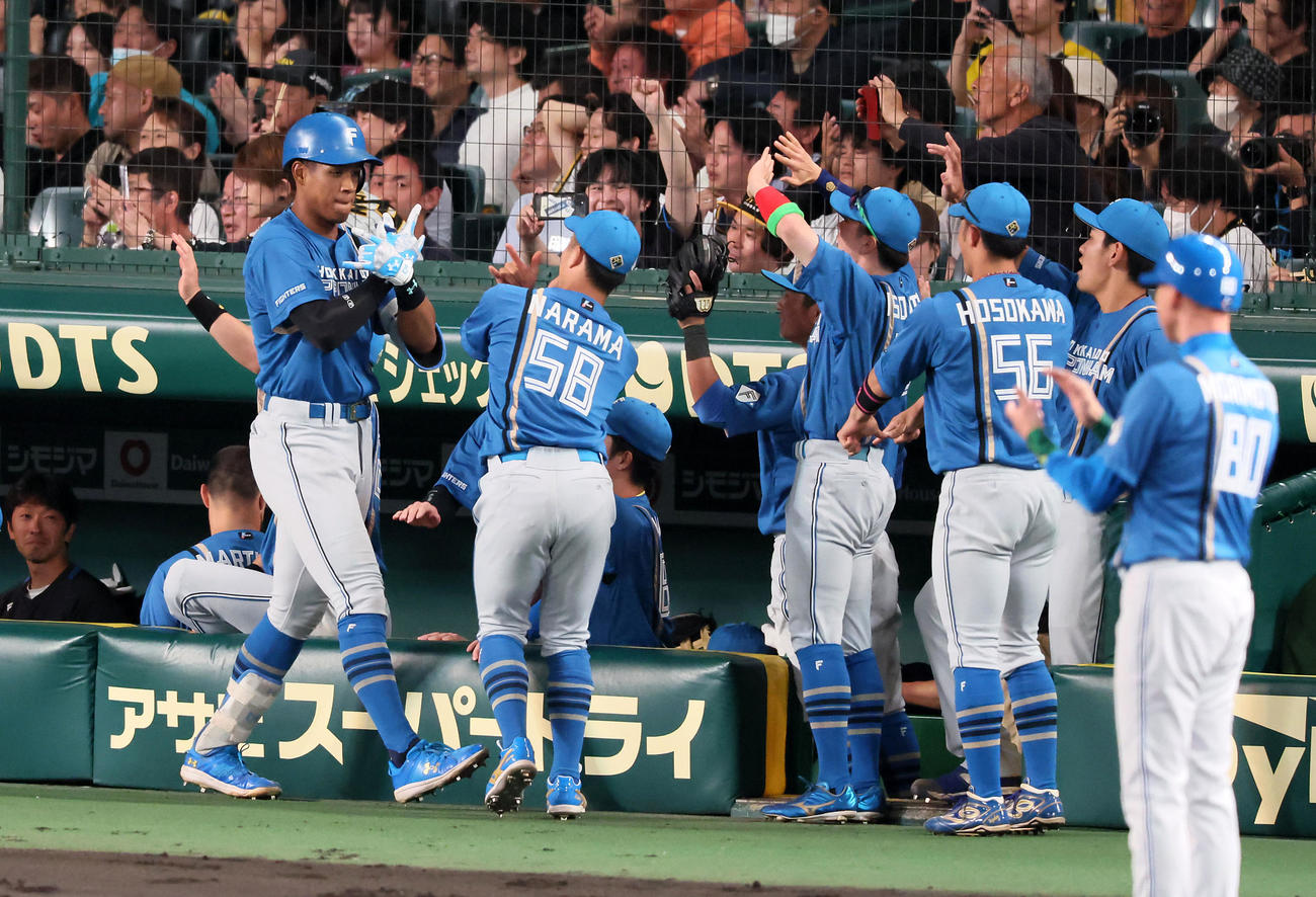 阪神対日本ハム　5回表日本ハム2死一塁、万波は左越え2点本塁打を放ちベンチのナインとポーズを決める（撮影・加藤哉）