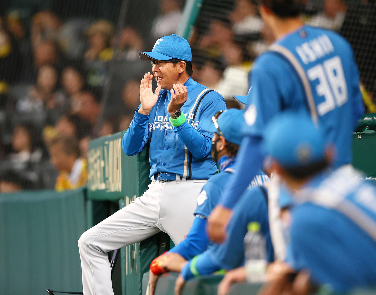 阪神対日本ハム　7回表1死二、三塁、水谷が中前適時打を放ち拍手を送る日本ハム八木打撃コーチ（撮影・上山淳一）