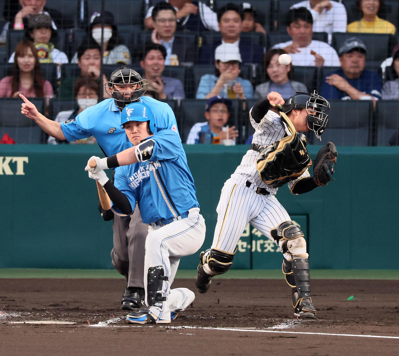阪神対日本ハム　2回表日本ハム1死一、二塁、梅野は打者伏見のとき二塁走者松本剛の三塁盗塁を刺す（撮影・加藤哉）