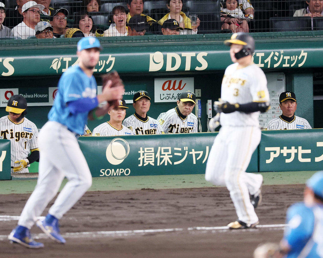 阪神対日本ハム　6回裏阪神2死一塁、ベンチからグラウンドを見る岡田監督。右は遊飛を打ち上げた大山（撮影・加藤哉）