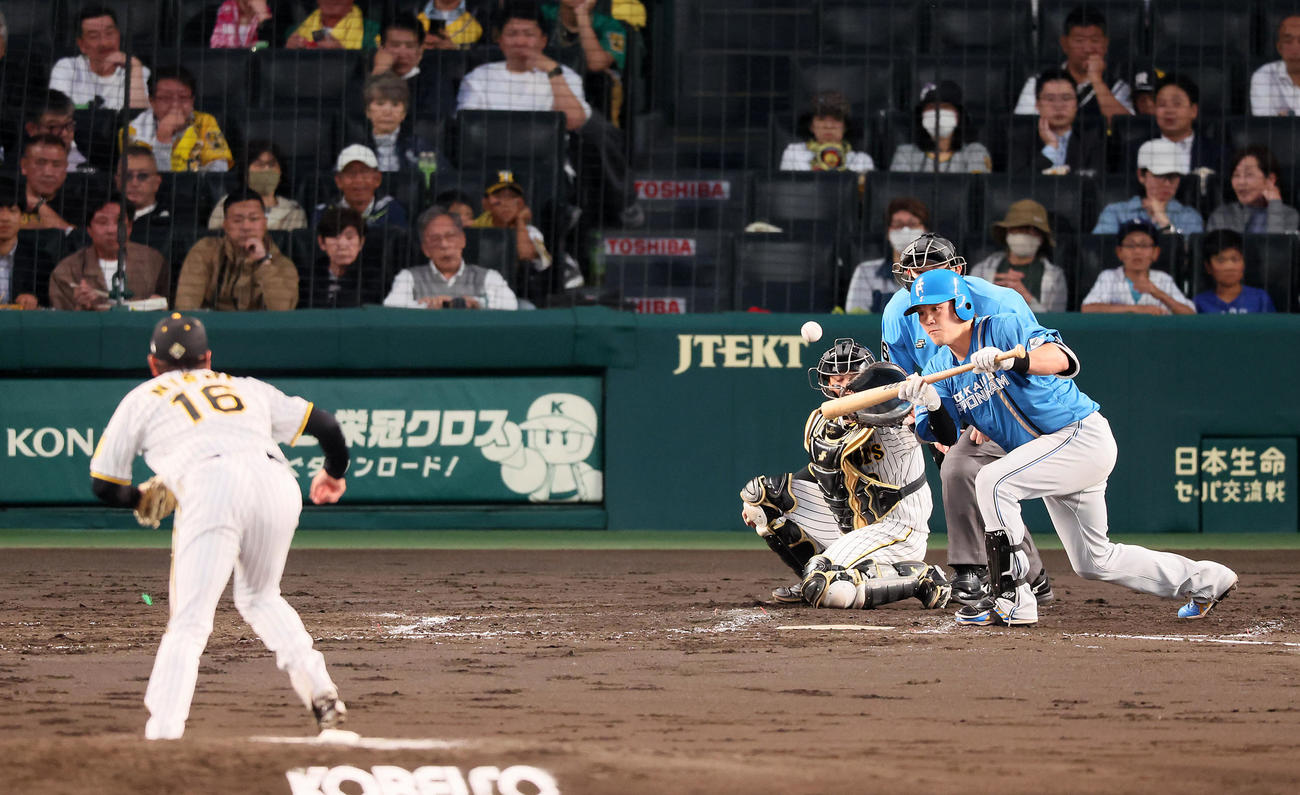 阪神対日本ハム　4回表日本ハム無死一、二塁、伏見は投前バントを決める。投手は西勇（撮影・加藤哉）