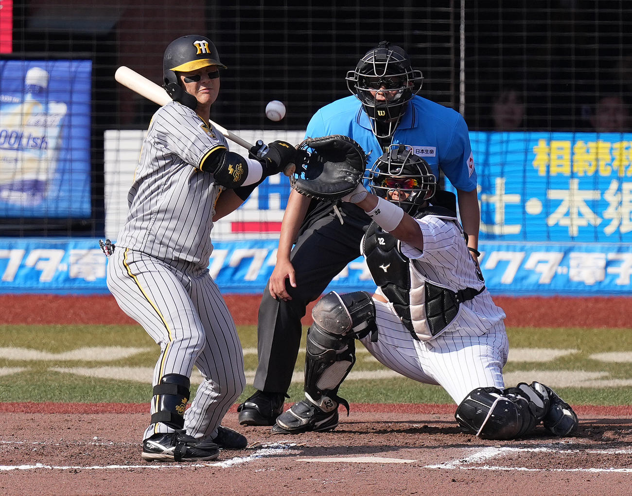 ロッテ対阪神　6回表阪神2死満塁、押し出し死球を受ける前川（撮影・鈴木みどり）