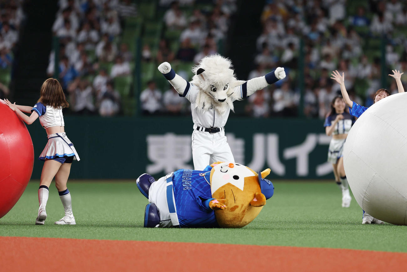 西武対DeNA 5回終わり、大玉転がしでDeNADB．スターマン（手前）を転がしゴールした西武レオ（撮影・宮地輝）